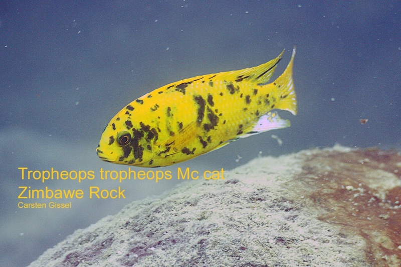 Tropheops sp. 'orange chest' Zimbawe Rock
